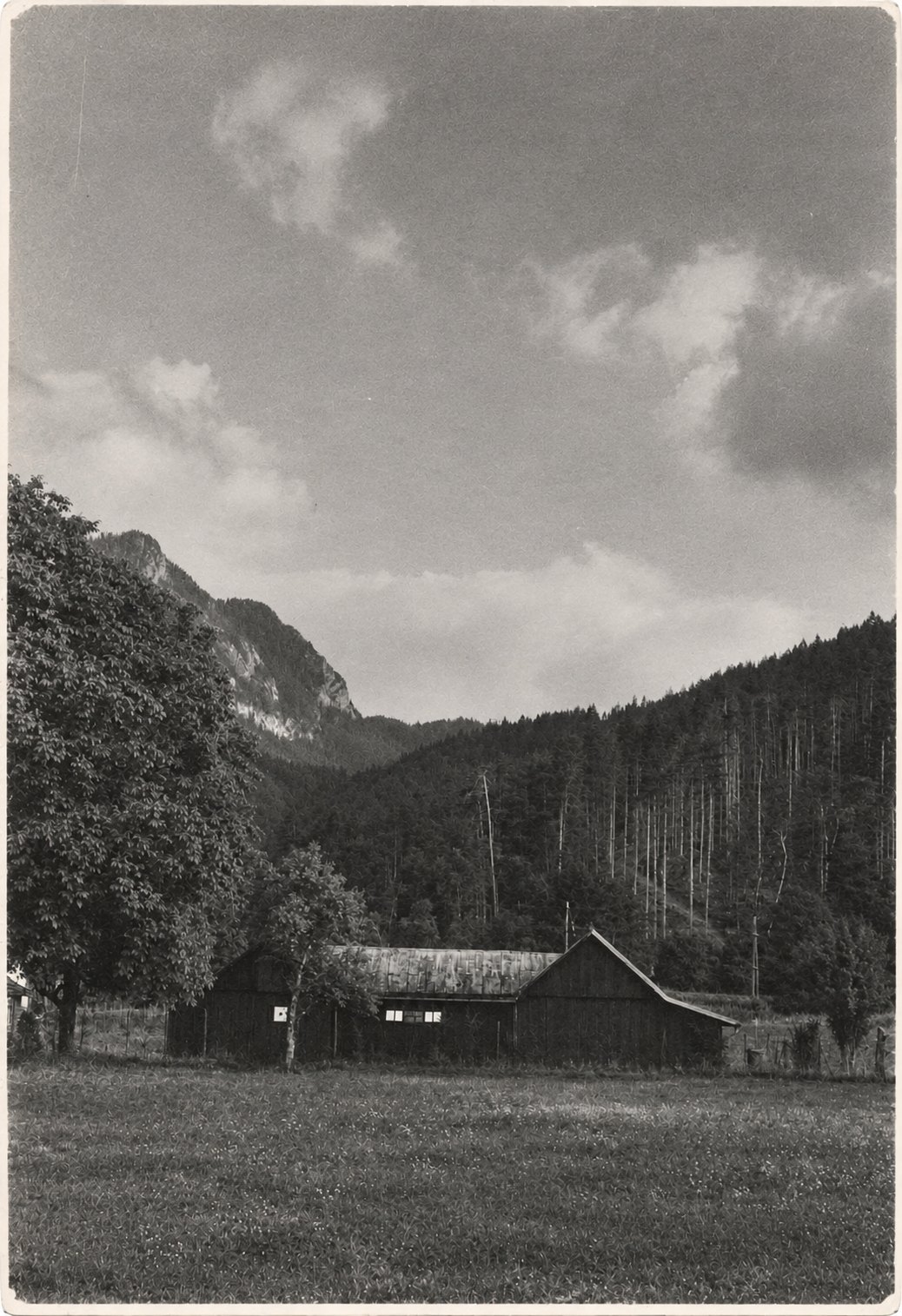 Schwarzweiß-Archivfoto: das hölzerne Bienenhaus auf einer Wiese vor Wald und Berg